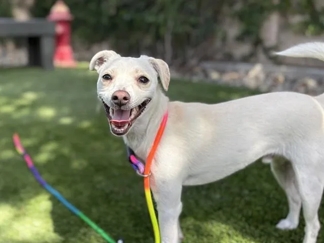 A young small-sized male Chihuahua dog named Charlie for adoption in San Jose, CA