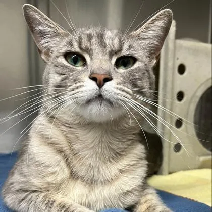 An adult medium-sized female Gray & White Domestic Short Hair cat named Cherri for adoption in Lansing, MI