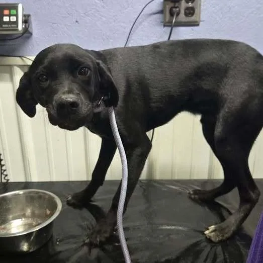 A young medium-sized male Black Labrador Retriever dog named Scooter for adoption in Springboro, OH