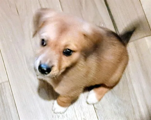 A baby small-sized female Labrador Retriever dog named Frida for adoption in San Antonio, TX