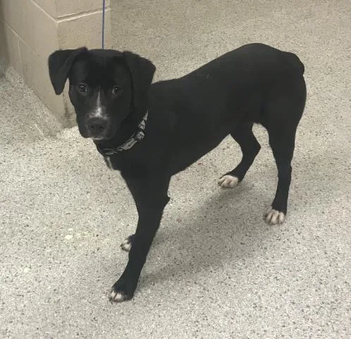 A young small-sized female Labrador Retriever dog named Jojo for adoption in Conroe, TX