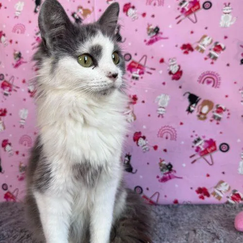 A young small-sized female Domestic Medium Hair cat named Dream for adoption in Toms River, NJ