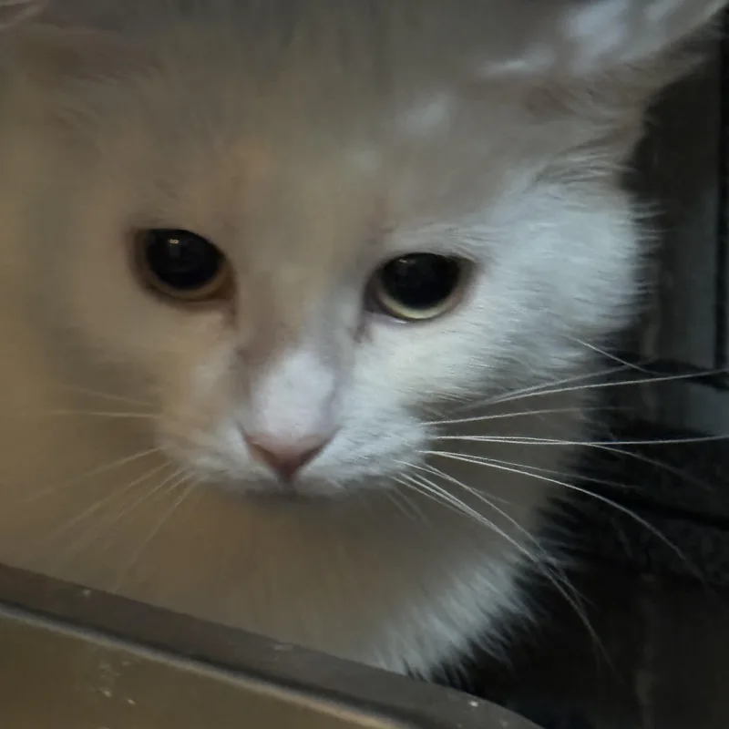 An adult medium-sized female White Domestic Short Hair cat named Bunnie And Clyde for adoption in Lees Summit, MO