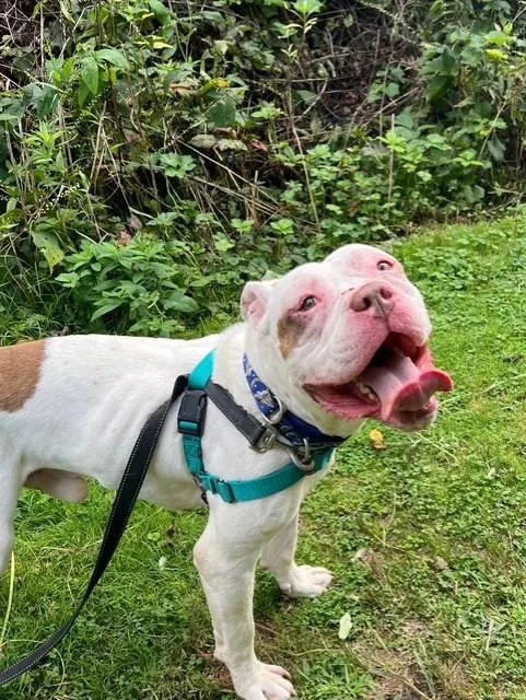 An adult large-sized male White / Cream American Bulldog dog named Petey for adoption in Montour Falls, NY
