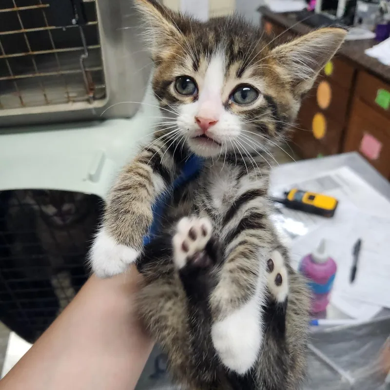 A baby small-sized male Brown / Chocolate Domestic Short Hair cat named Noodle for adoption in Summerville, SC