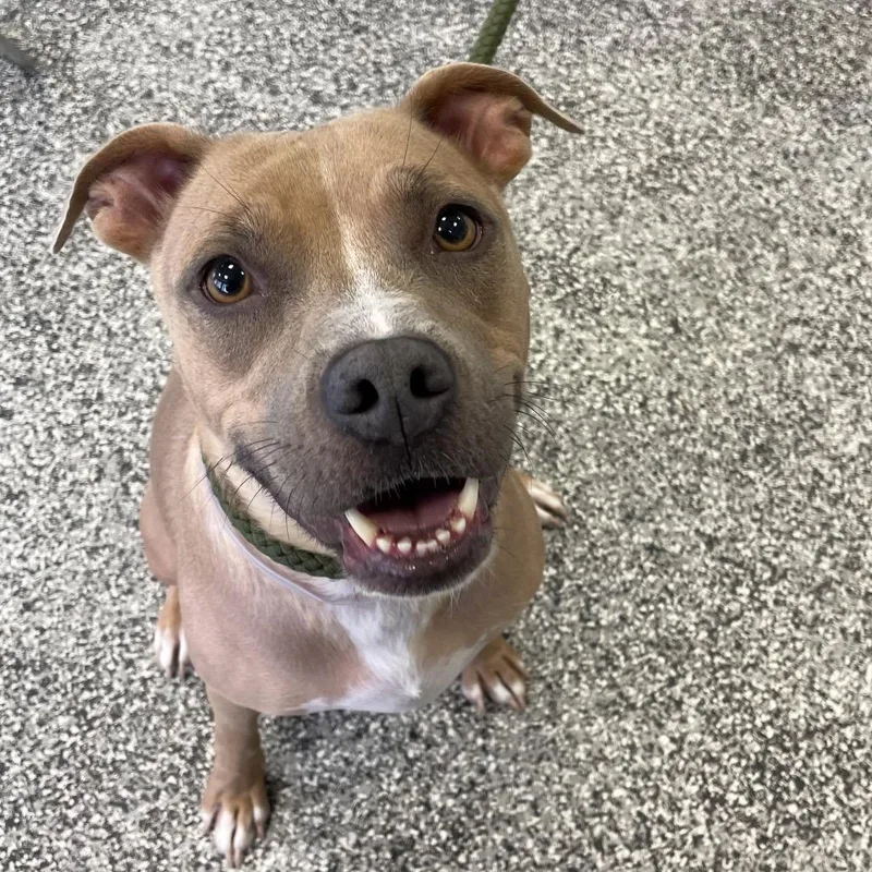 An adult medium-sized female Yellow / Tan / Blond / Fawn Pit Bull Terrier dog named Lizzie for adoption in Long Beach, CA