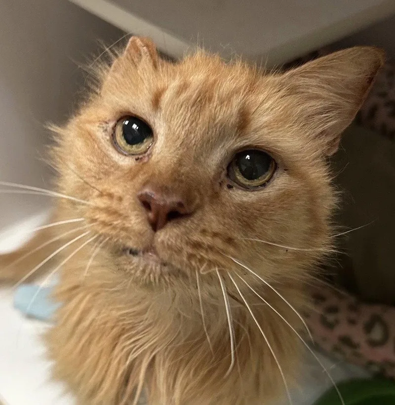 A young medium-sized male Tabby cat named Link for adoption in MONTGOMERY, TX
