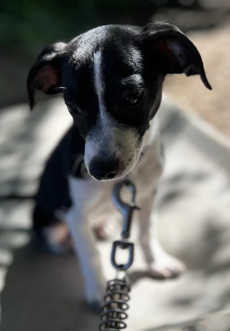 Maximus