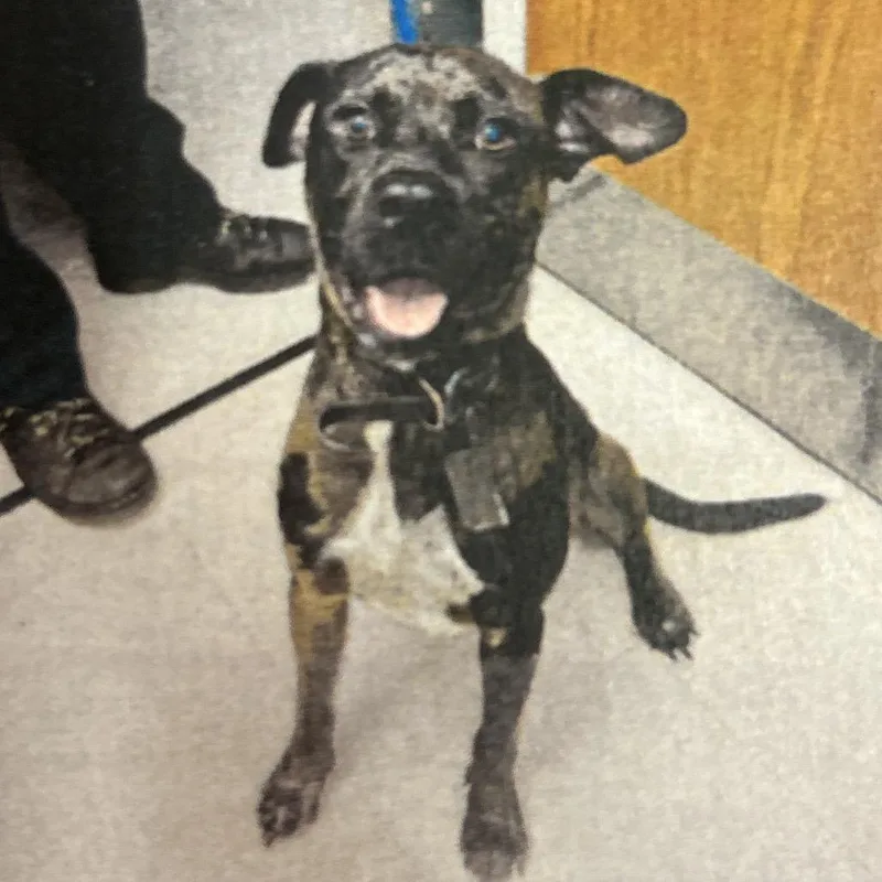 A young medium-sized male Brown / Chocolate Catahoula Leopard Dog dog named Roscoe for adoption in Jupiter, FL