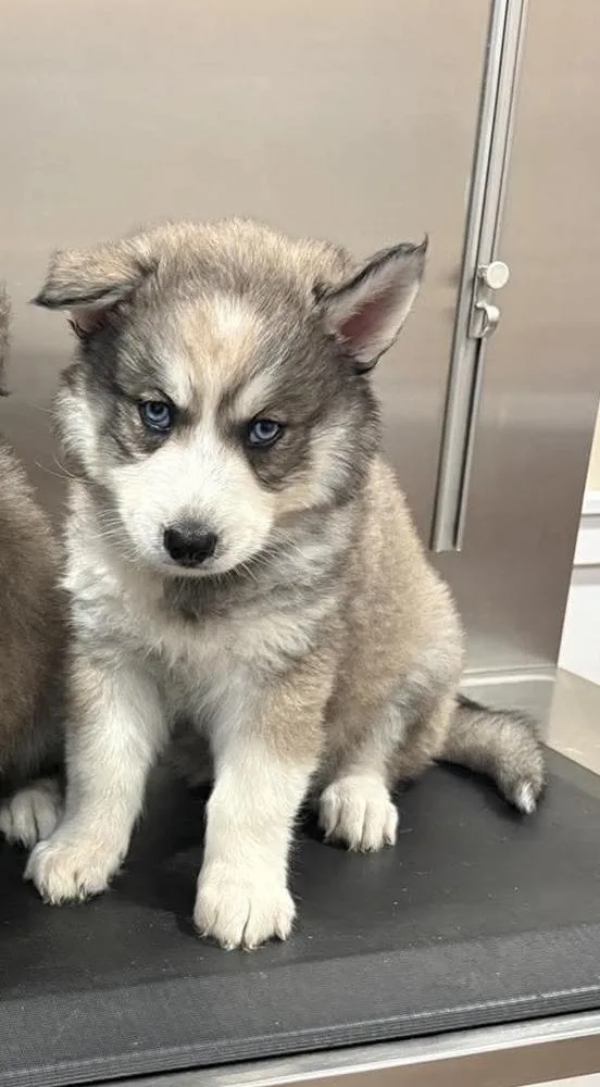 A baby large-sized male Siberian Husky dog named Atlas for adoption in harrison city, PA