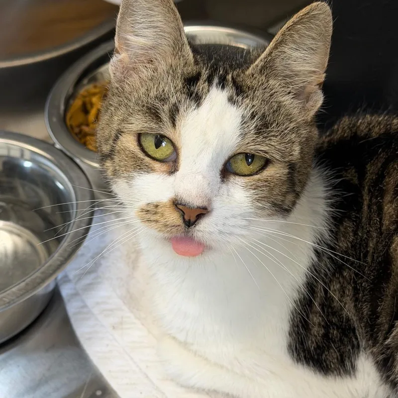 A senior medium-sized female Brown / Chocolate Domestic Short Hair cat named Chloe for adoption in Morganton, NC