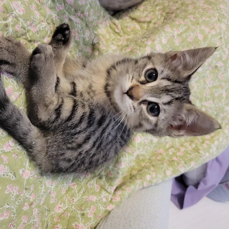 Oreo