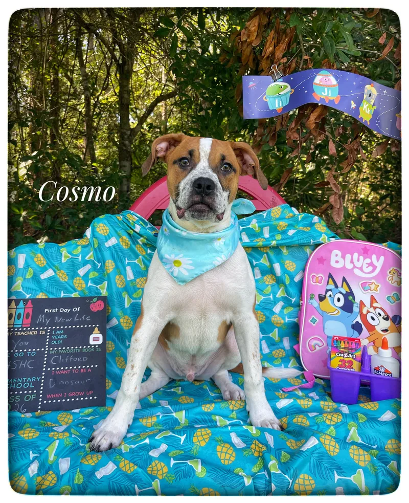 Cosmo thumbnail 2