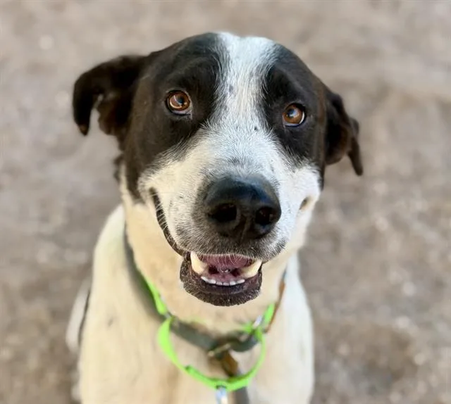 A young medium-sized male Australian Cattle Dog / Blue Heeler dog named Domino for adoption in Tucson, AZ