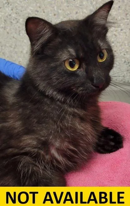 A young medium-sized female Domestic Long Hair cat named Lydia for adoption in Eugene, OR