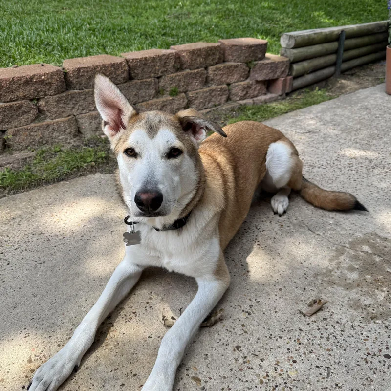 A young medium-sized male German Shepherd Dog dog named Rosco for adoption in Houston, TX
