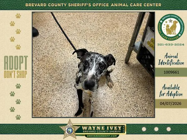 A young medium-sized male Mixed Breed dog named Casper for adoption in Melbourne, FL