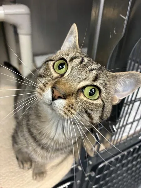 A young small-sized male Domestic Short Hair cat named Life's Little Mystery for adoption in Richmond, VA
