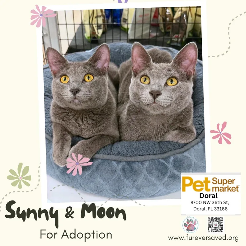 A young small-sized male Gray / Blue / Silver Domestic Short Hair cat named Sunny and Moon for adoption in Miami, FL