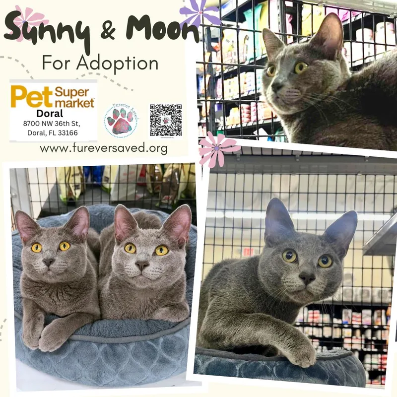 Sunny and Moon thumbnail 2