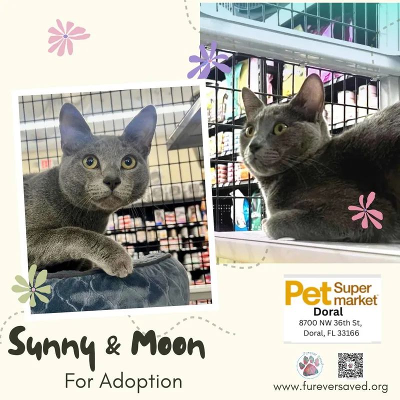 Sunny and Moon thumbnail 3