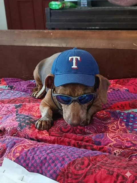 A senior small-sized male Dachshund dog named Koko for adoption in Lavon, TX