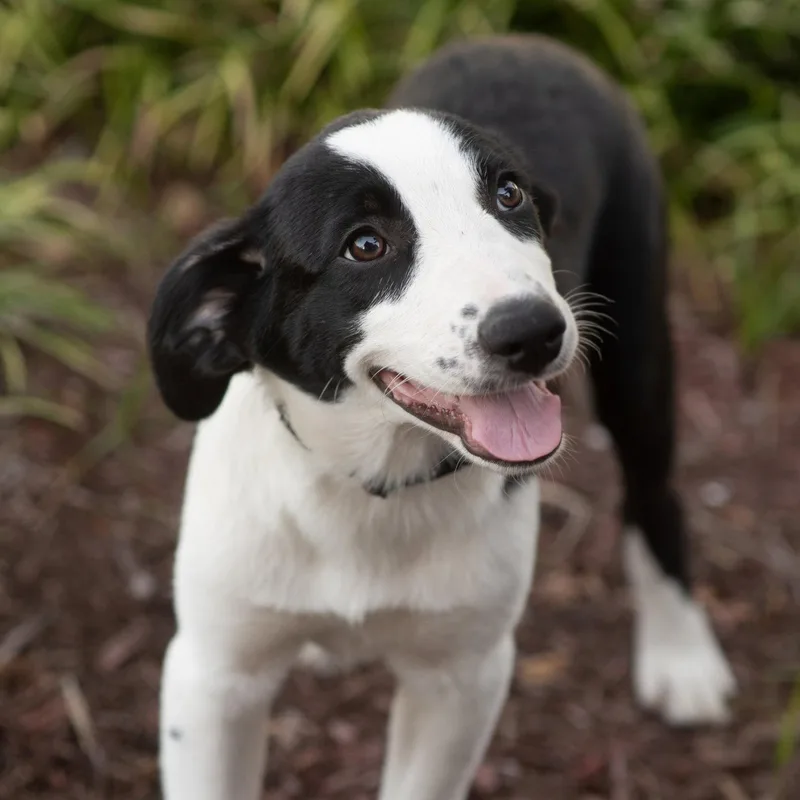 A young medium-sized female Australian Shepherd dog named Paige for adoption in Southaven, MS