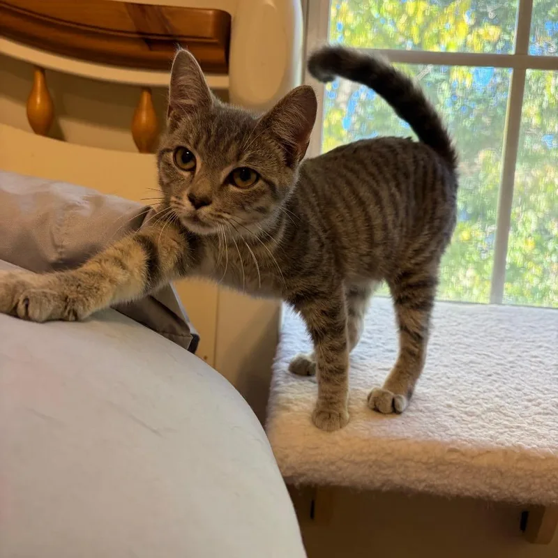 A baby small-sized female Gray / Blue / Silver Domestic Short Hair cat named Odette for adoption in Georgetown, KY