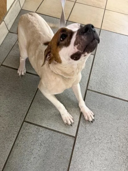 An adult medium-sized female Pit Bull Terrier dog named Miley for adoption in Virginia Beach, VA
