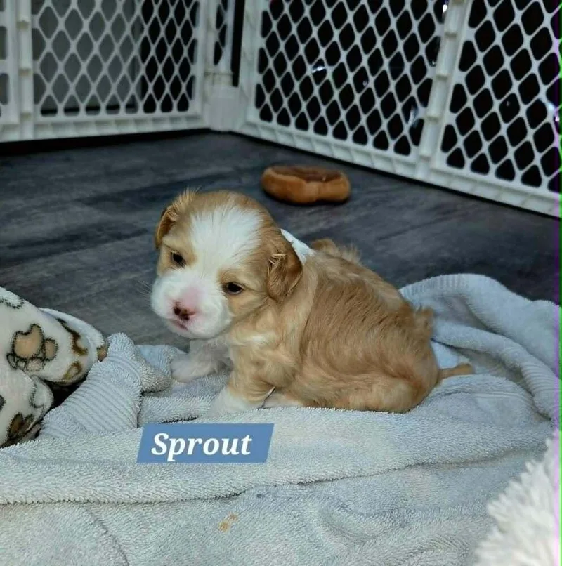Sprout
