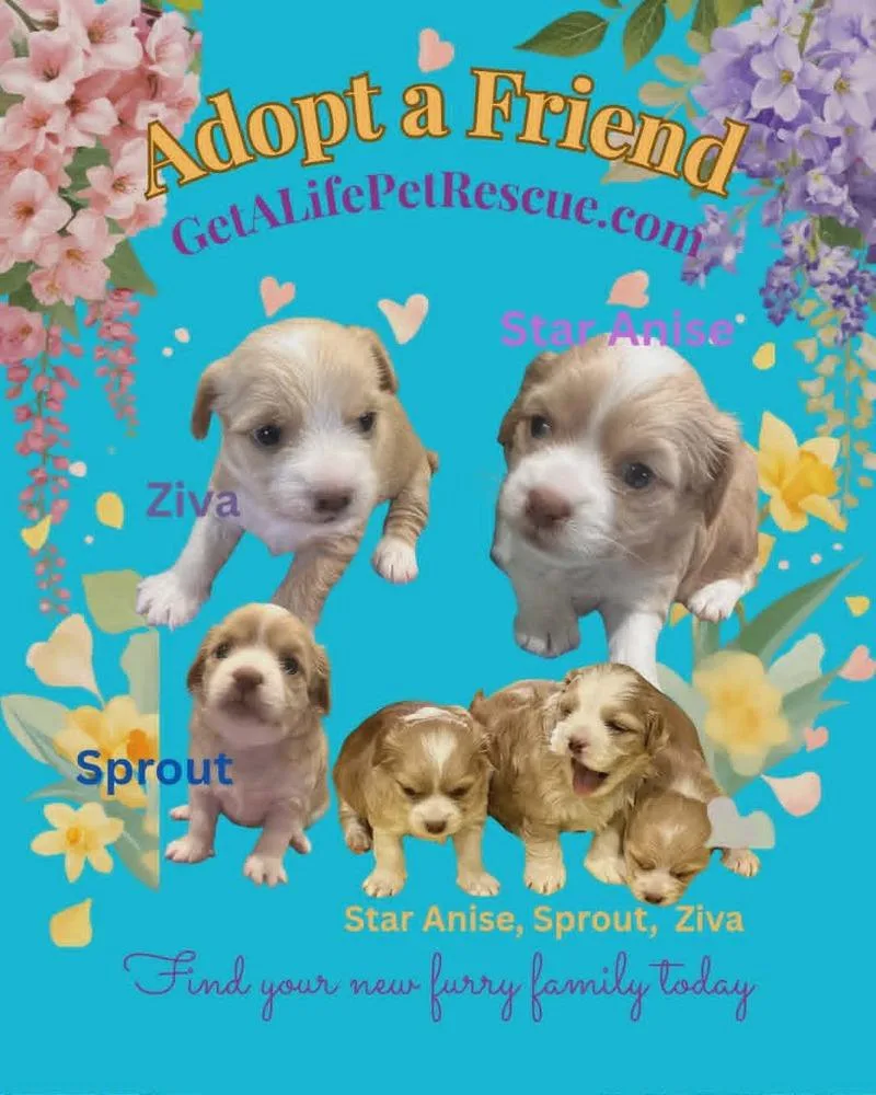 Sprout thumbnail 3