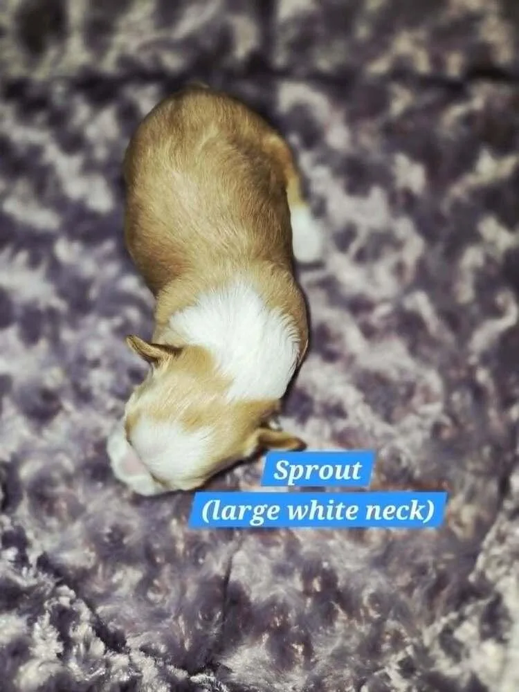 Sprout thumbnail 5