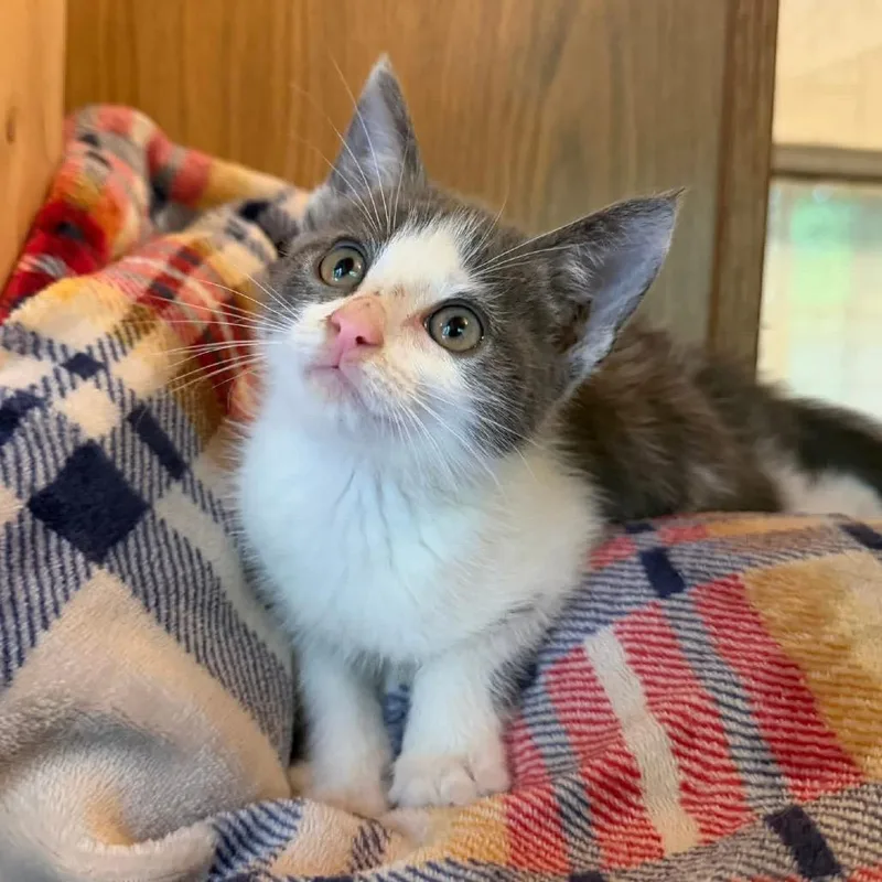 A baby small-sized male White American Shorthair cat named Miny for adoption in Bessemer, AL