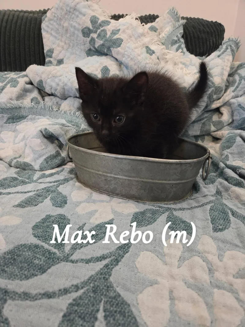 A baby small-sized male Black Domestic Short Hair cat named Max Rebo for adoption in Clarksville, TN