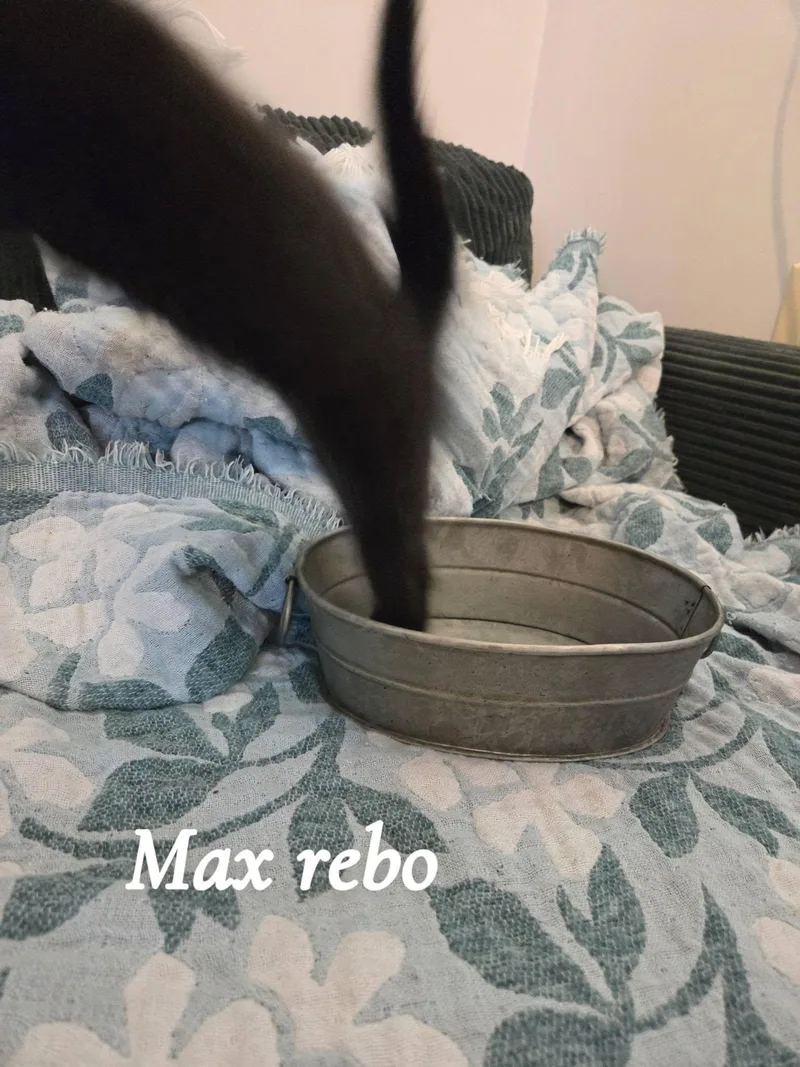 Max Rebo thumbnail 2