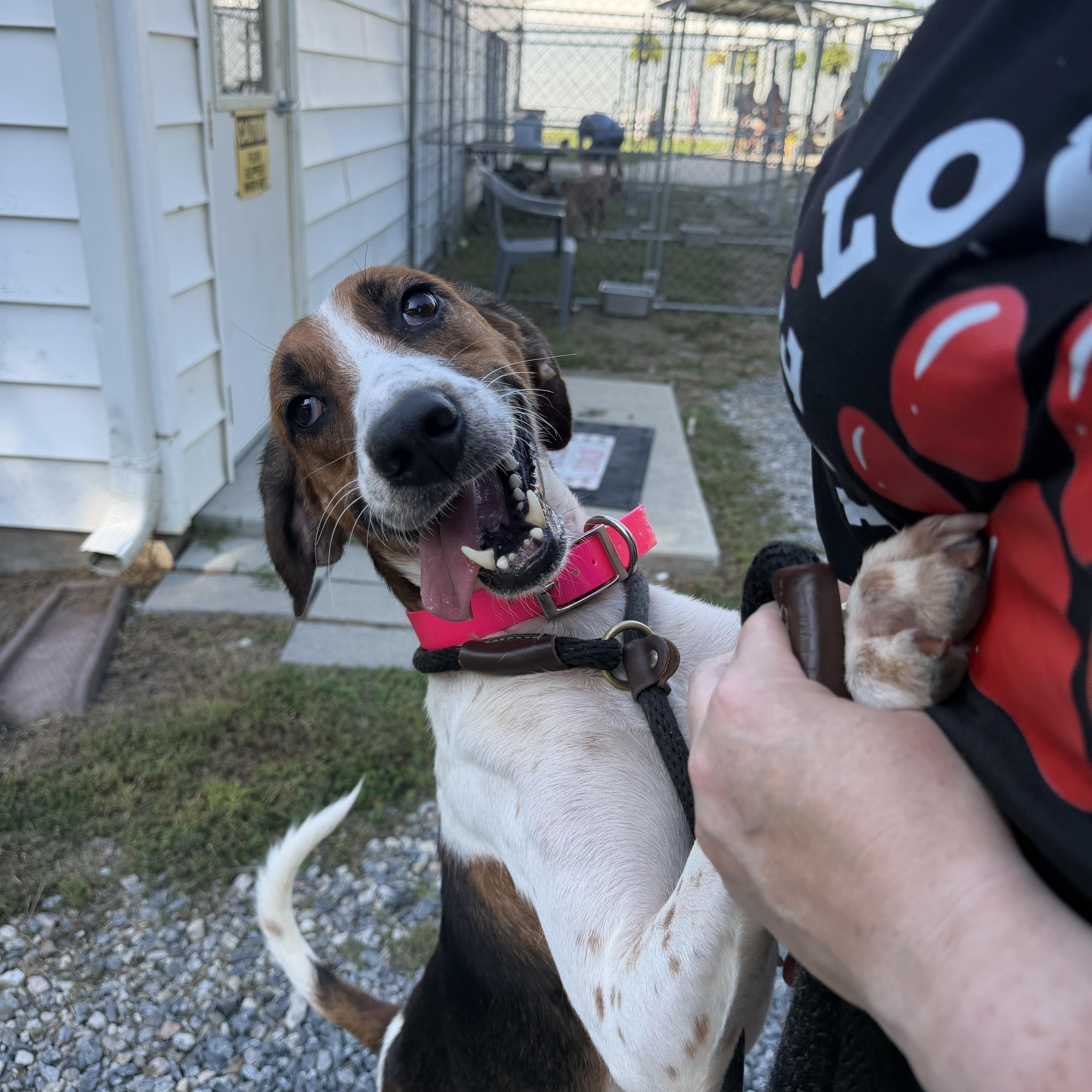 A young medium-sized female Hound dog named Ivory for adoption in Gloucester, VA