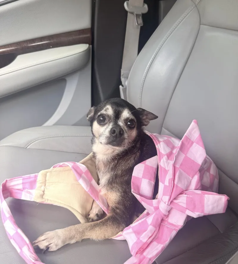 An adult small-sized male Chihuahua dog named Bowie for adoption in Hillsborough, NC