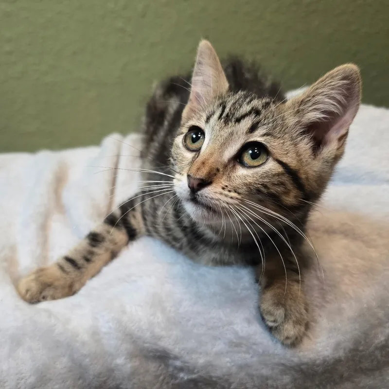 A baby medium-sized female Tabby (Brown / Chocolate) Domestic Short Hair cat named Bitty for adoption in Fresno, CA