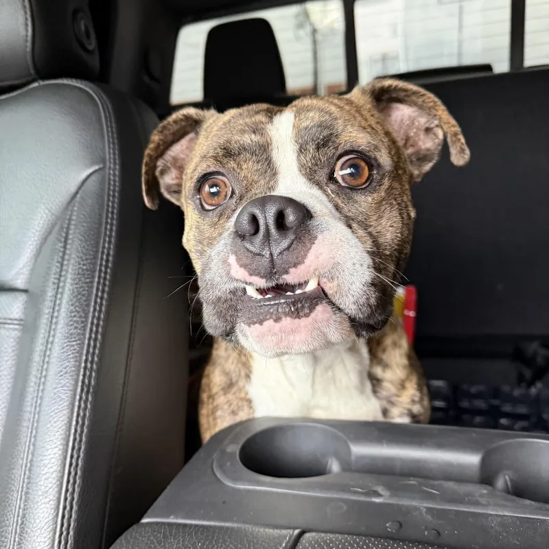 A young large-sized male Brown / Chocolate Mixed Breed dog named Lenny for adoption in Dickinson, TX