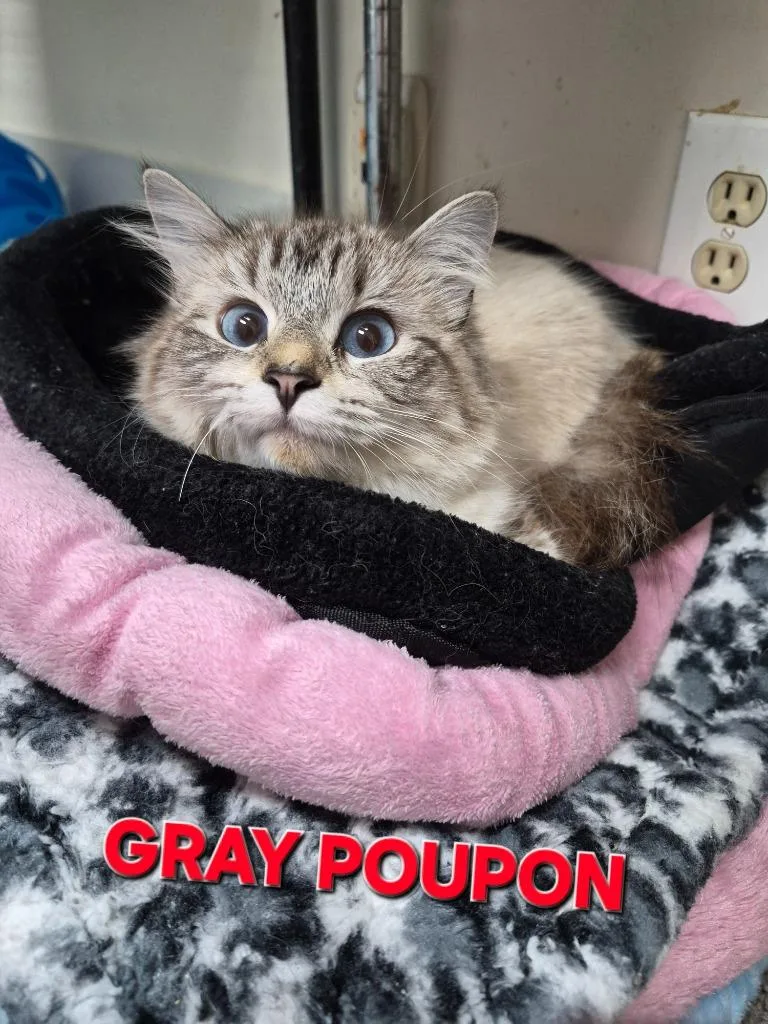 A young medium-sized female Domestic Short Hair cat named Gray Poupon for adoption in Rome, GA