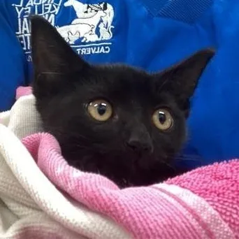 A baby medium-sized male Black Domestic Short Hair cat named Three Brothers for adoption in Prince Frederick, MD