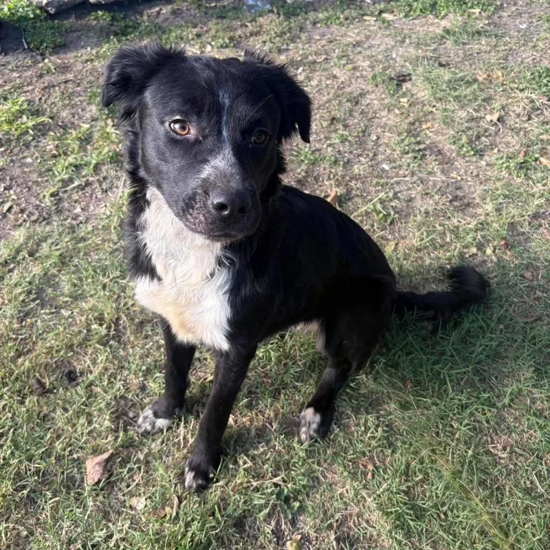 A young medium-sized female Border Collie dog named Wasabi P for adoption in Corsicana, TX