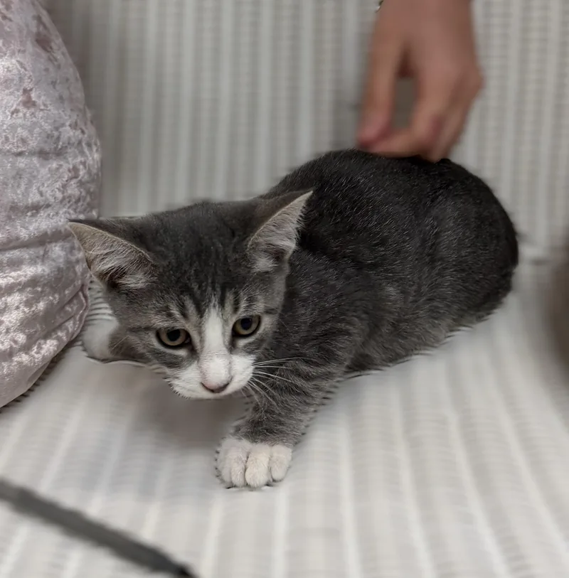A baby medium-sized female Domestic Short Hair cat named Addie for adoption in Slidell, LA