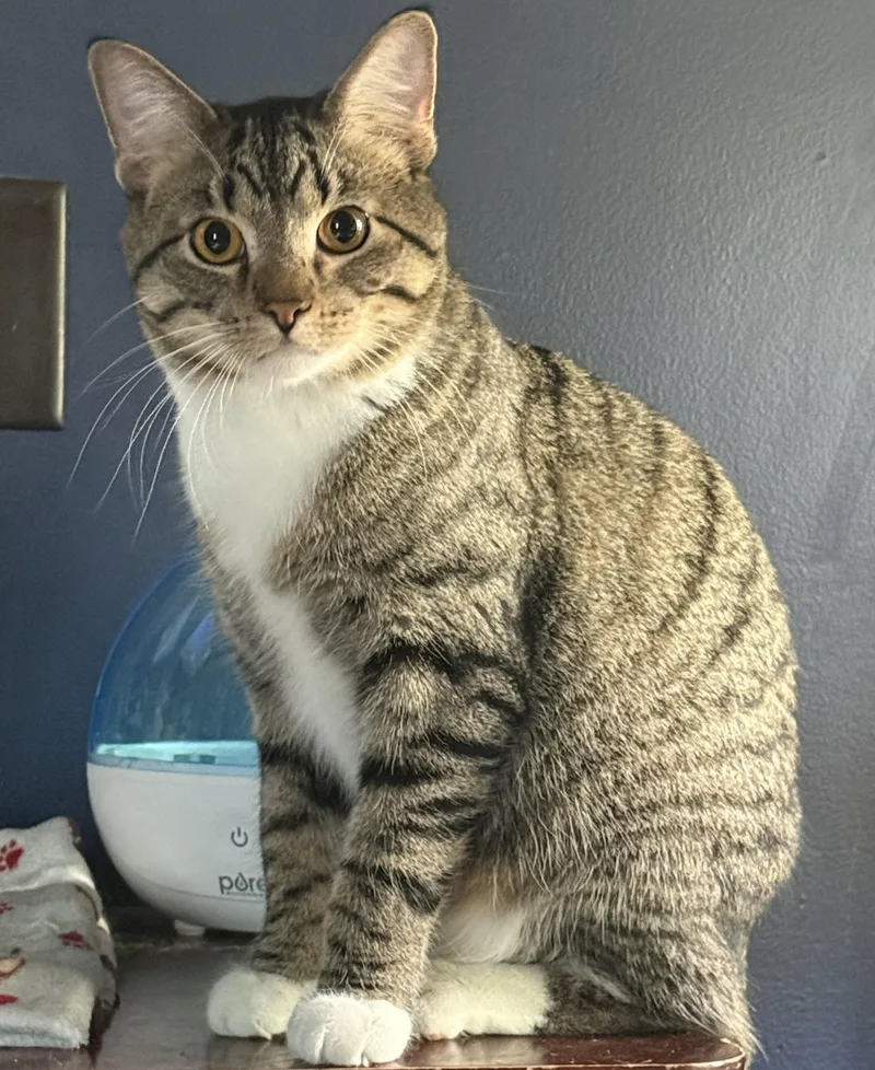 Han