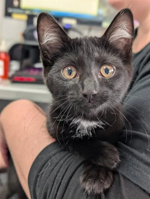A baby small-sized female Domestic Short Hair cat named Katniss for adoption in Canfield, OH