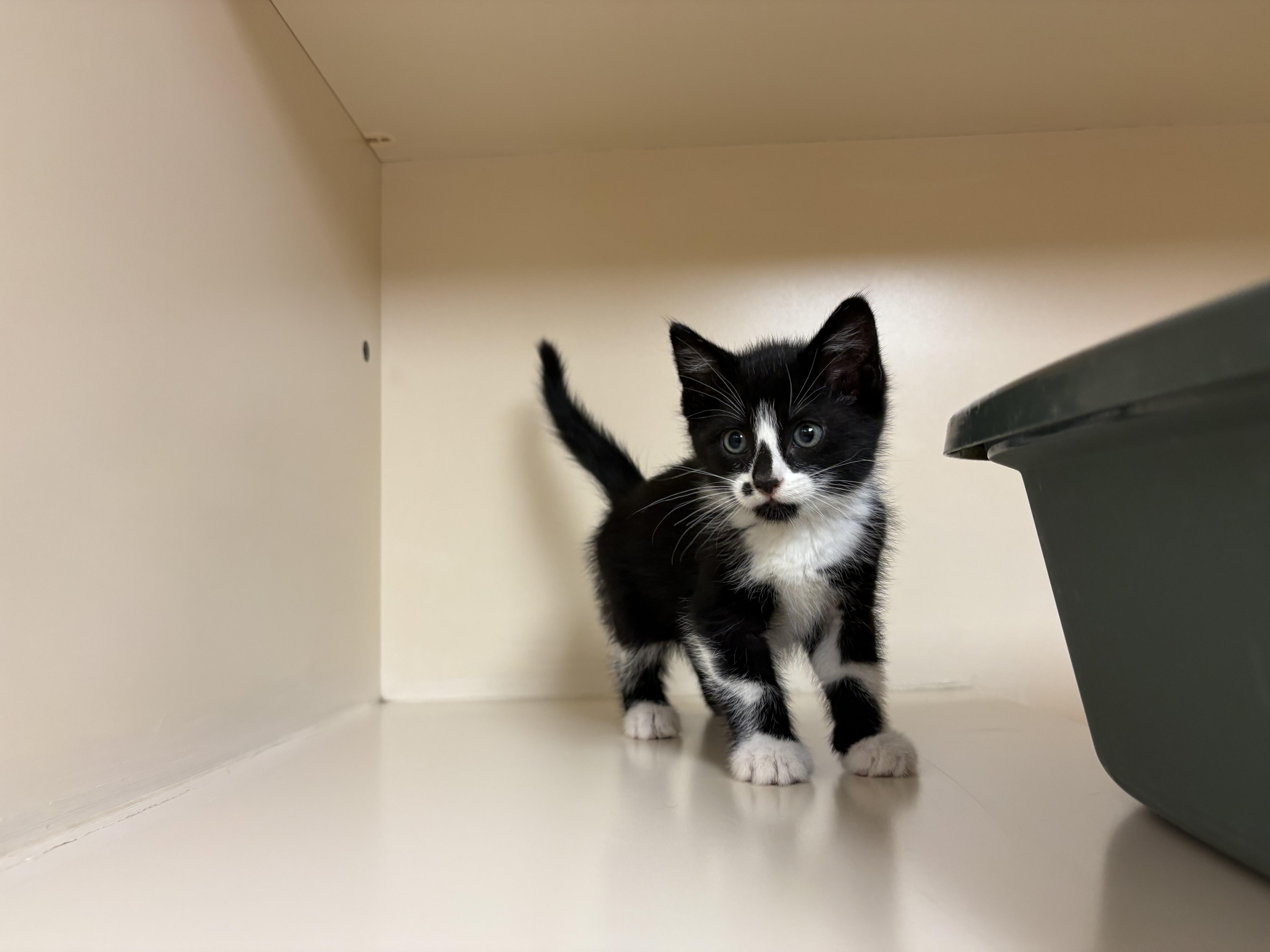 A baby medium-sized female Black & White / Tuxedo Domestic Short Hair cat named Zahra for adoption in Hays, KS