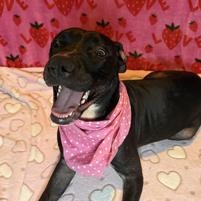 A young medium-sized female American Staffordshire Terrier dog named Lucy for adoption in Miami, FL