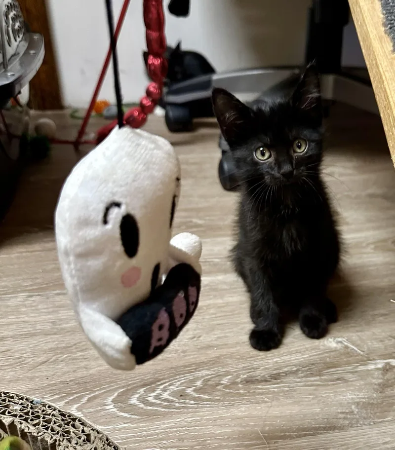 A baby medium-sized female Black Domestic Short Hair cat named Darla for adoption in Wayne, NJ