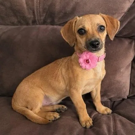 An adult small-sized female Apricot / Beige Chiweenie dog named Pammy for adoption in Crosby, TX