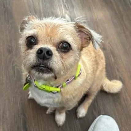 Danni